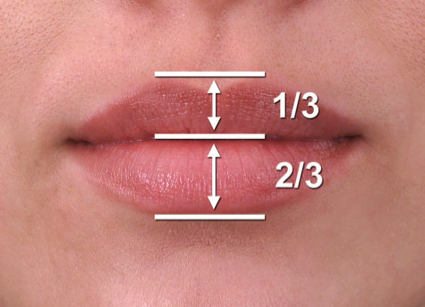 Proporciones del labio juvenil.